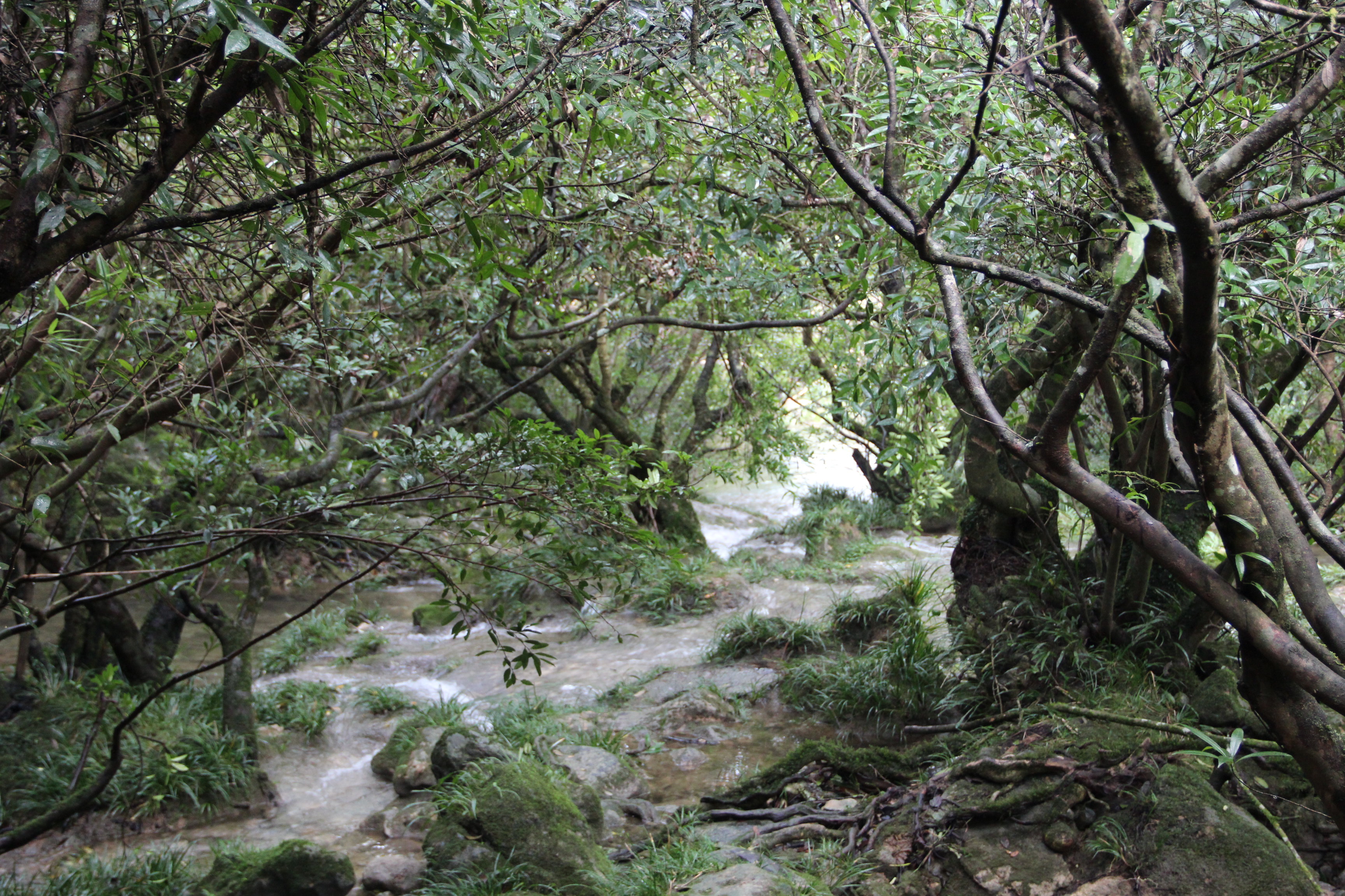 荔波茂蘭國家級自然保護區旅遊景點攻略圖