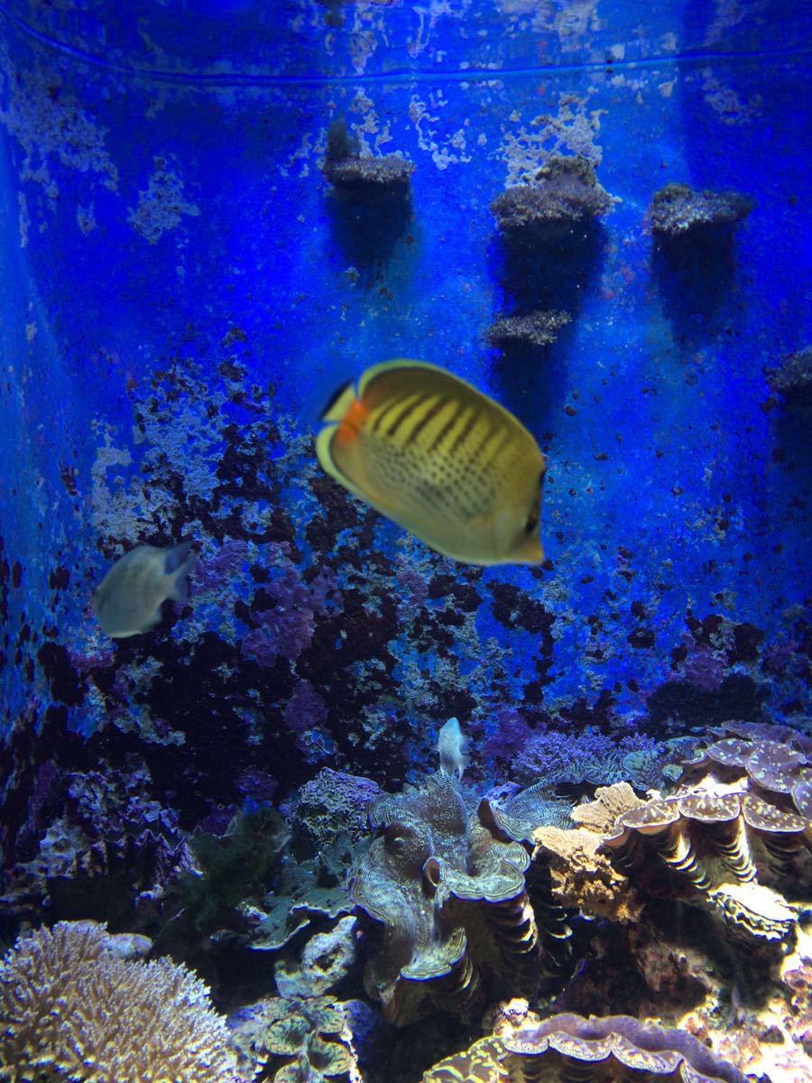 沖繩美麗海水族館