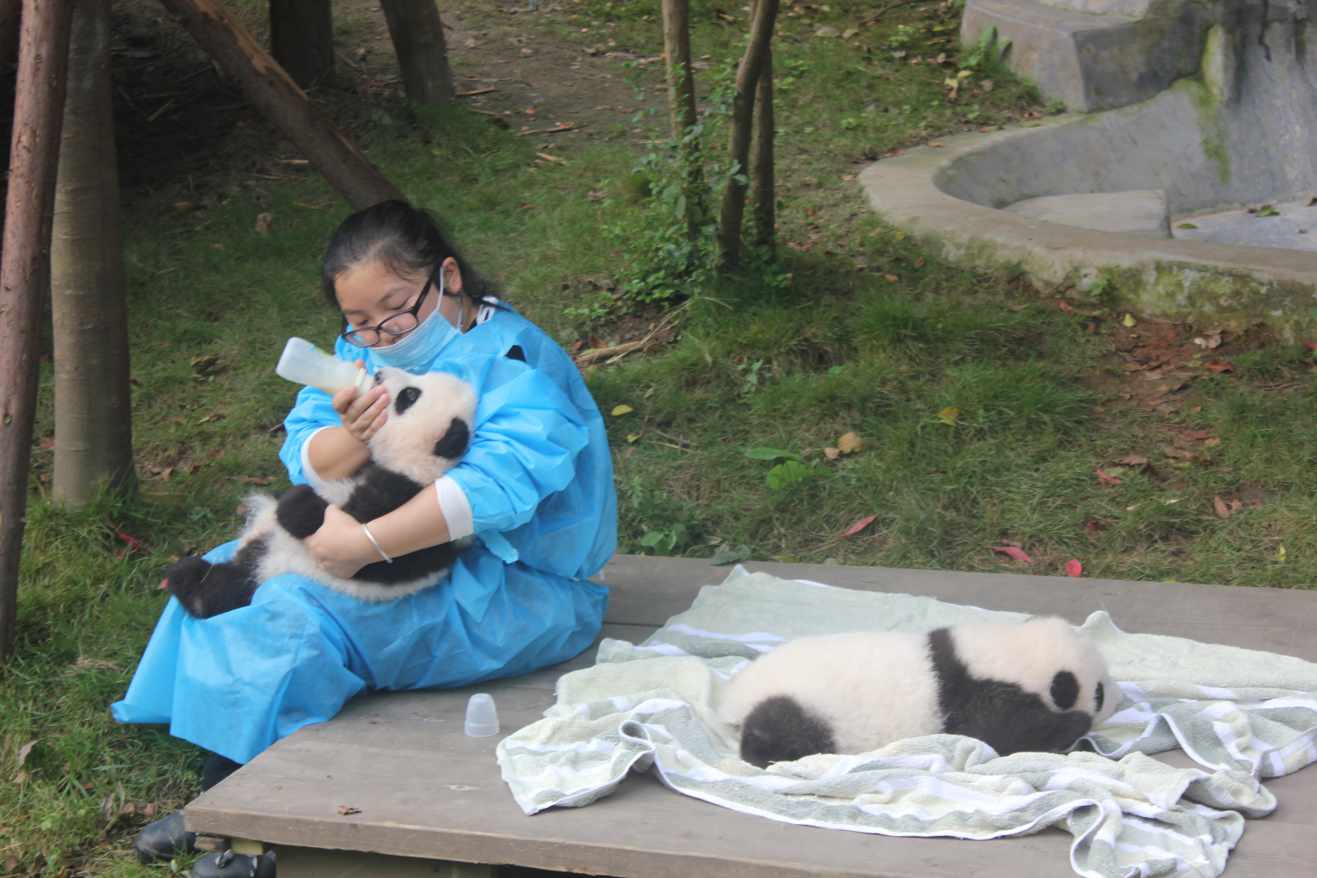 成都大熊猫繁育研究基地