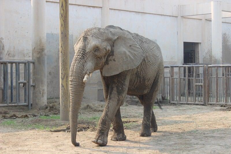 北京動物園