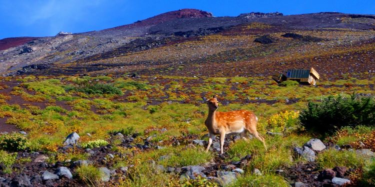富士山一日游攻略