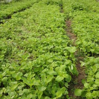 浦江现代农情园