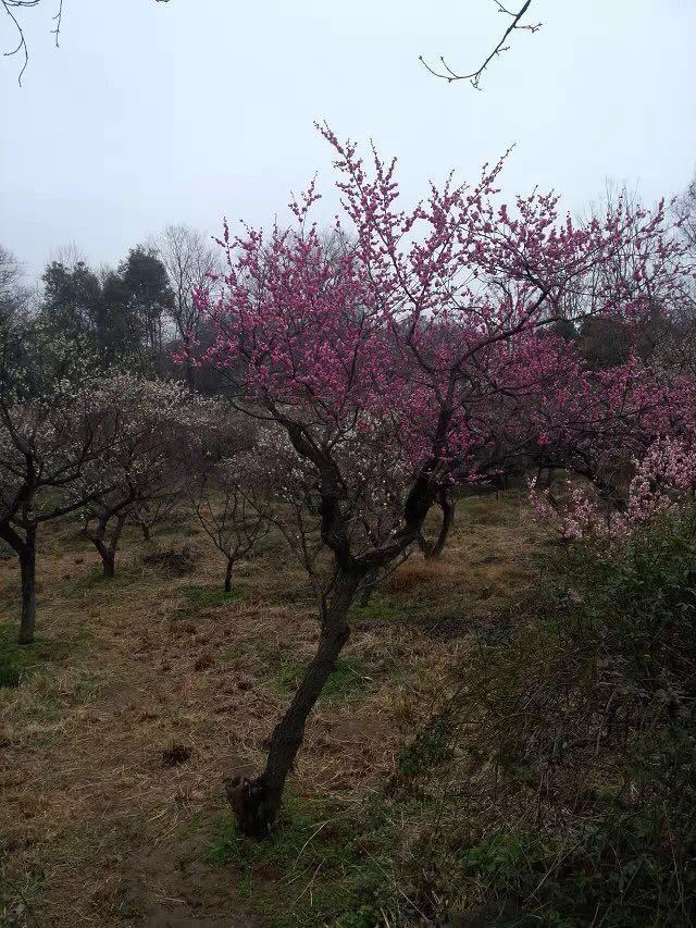 2019梅花山_旅游攻略_门票_地址_游记点评,南京旅游景点推荐 去哪儿