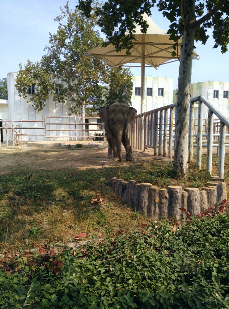 2019濟南動物園_旅遊攻略_門票_地址_遊記點評,濟南旅遊景點推薦 - 去