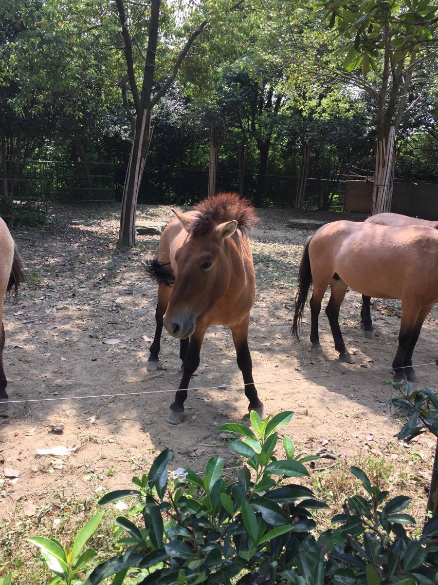 主要是因為動物園可以自駕到裡面,可以和動物近距