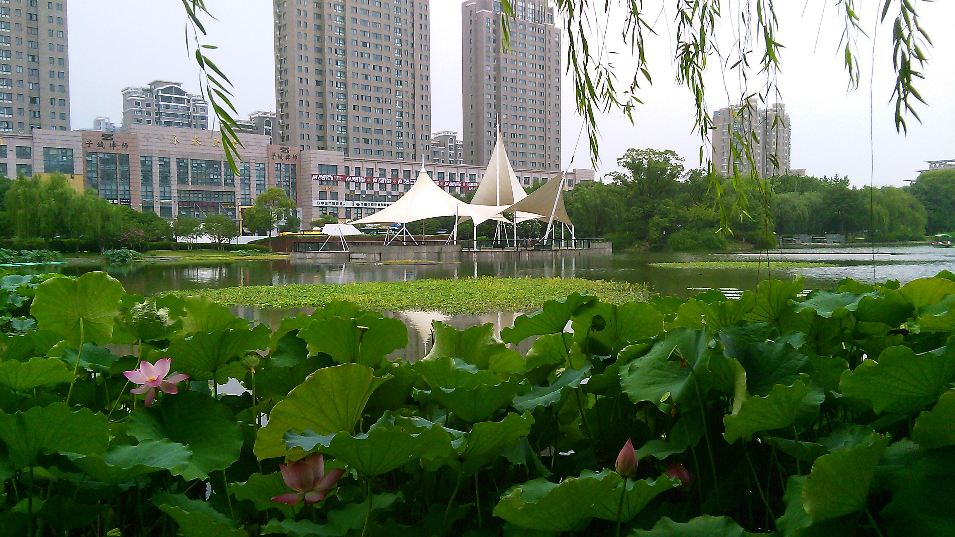 秋荷也爽.2015年8月16曰閒逛在嘉興秀洲公園