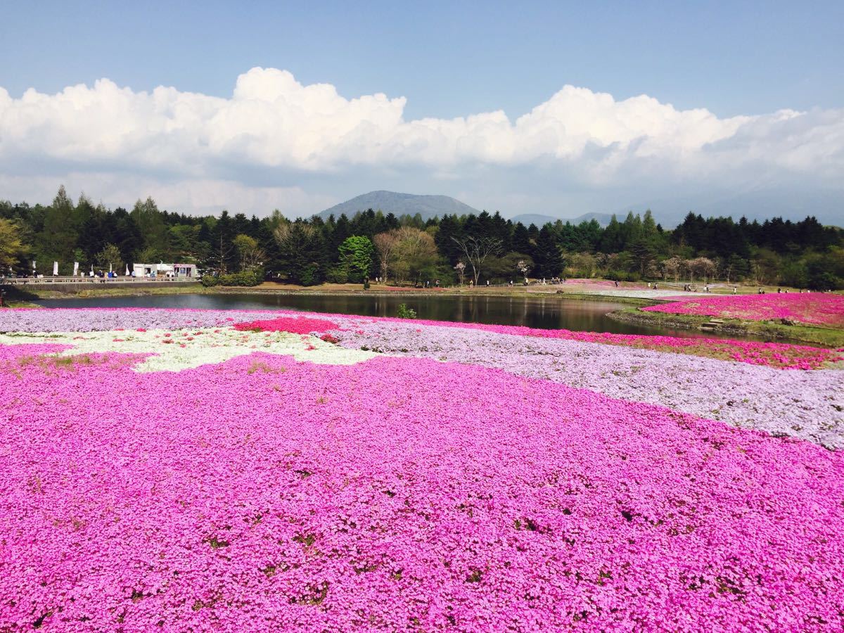 富士芝樱祭