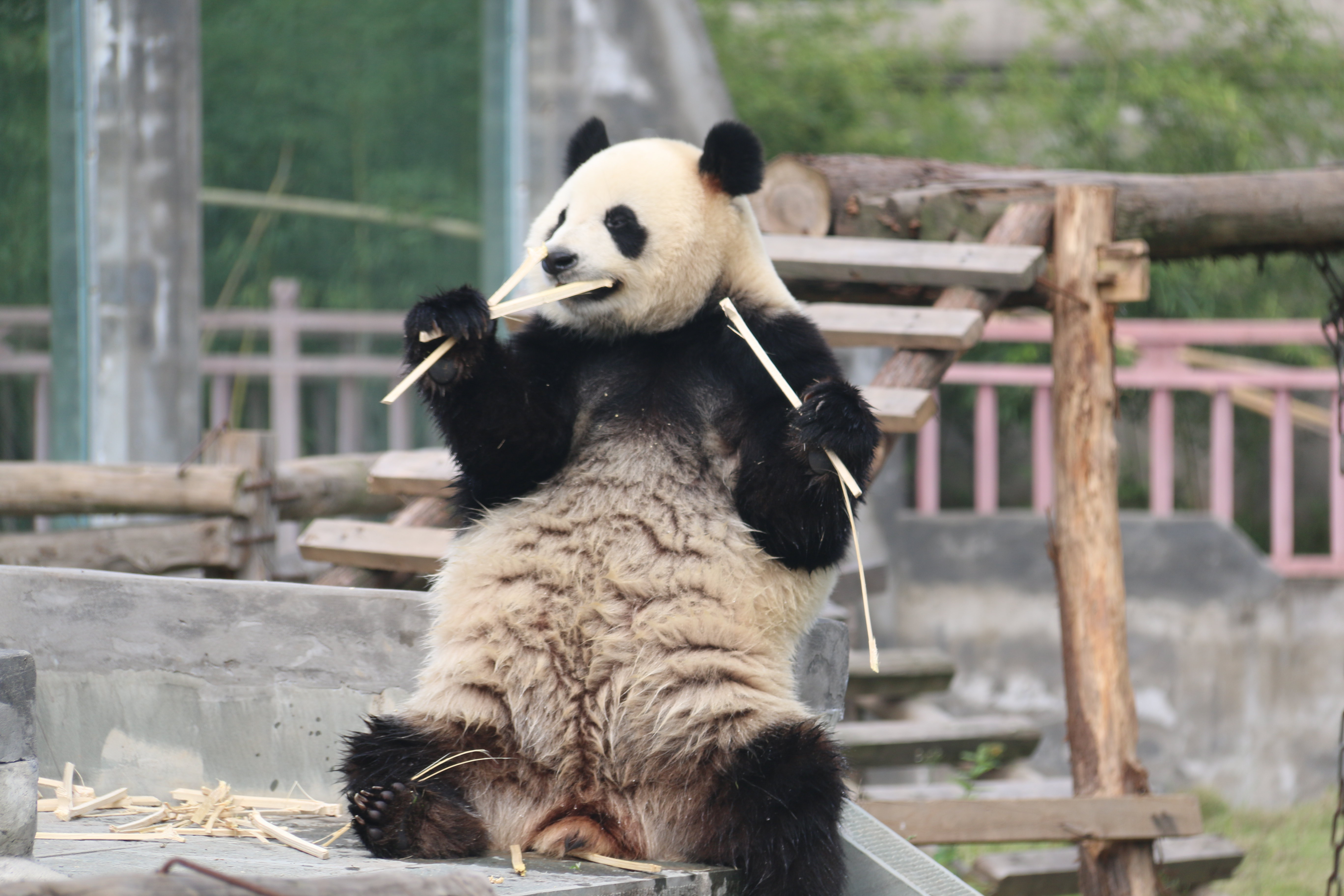 阆中熊猫乐园图片图片