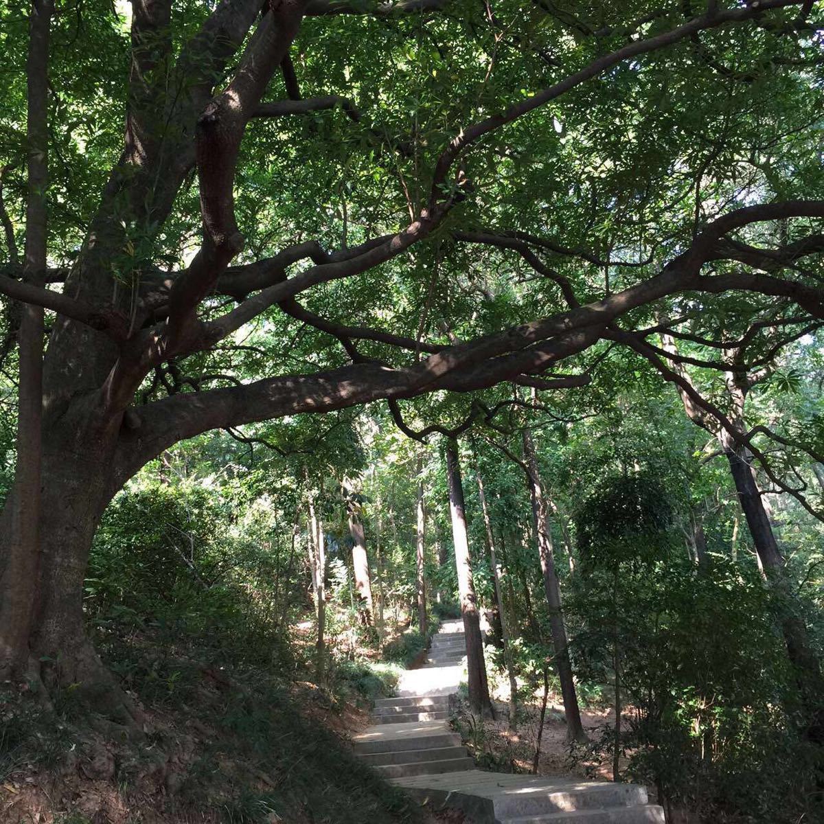 【携程攻略】深圳围岭公园景点,非常喜欢,就在家后面,人为痕迹很少