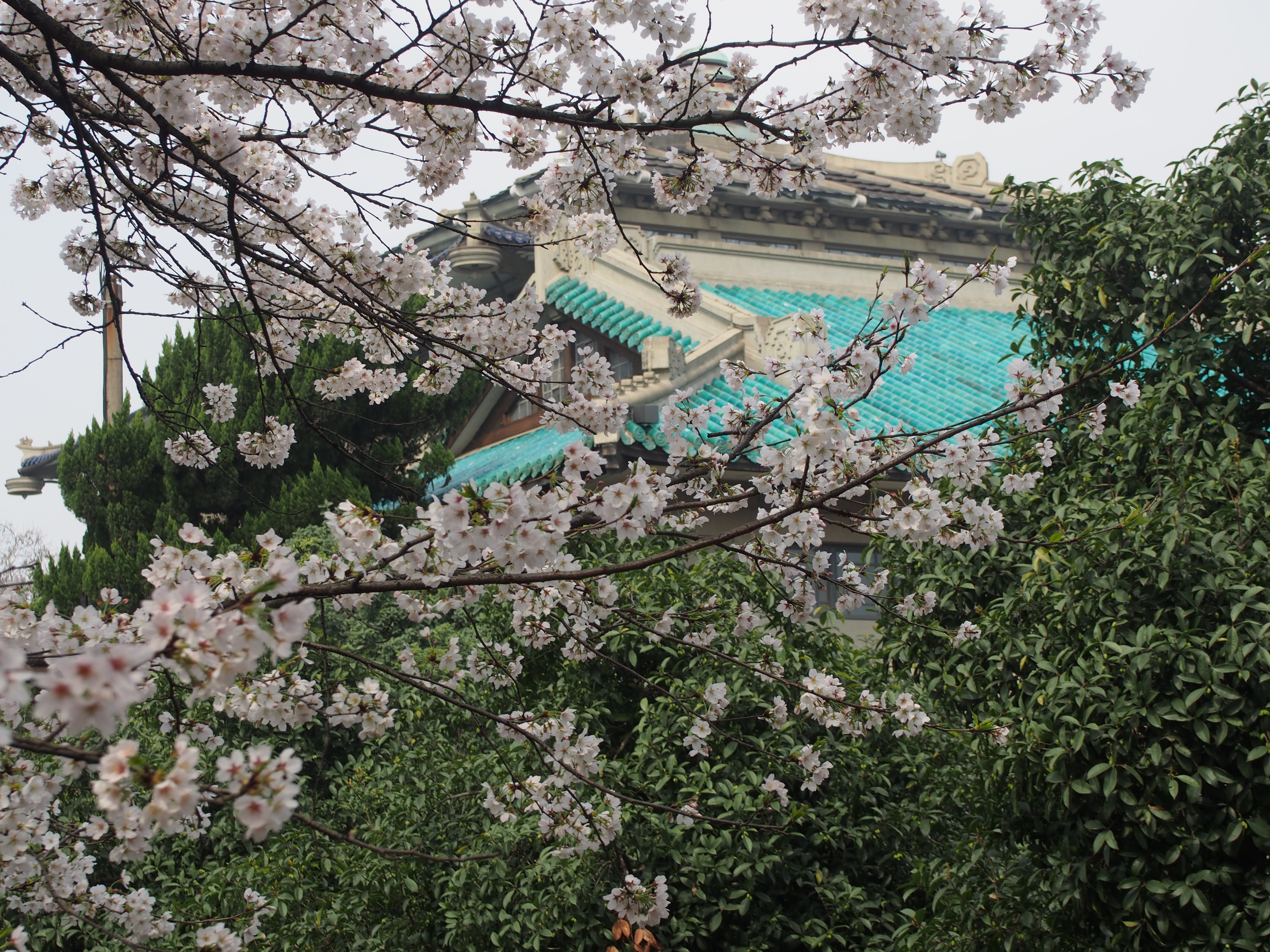 2019武漢大學_旅遊攻略_門票_地址_遊記點評,武漢旅遊景點推薦 - 去哪