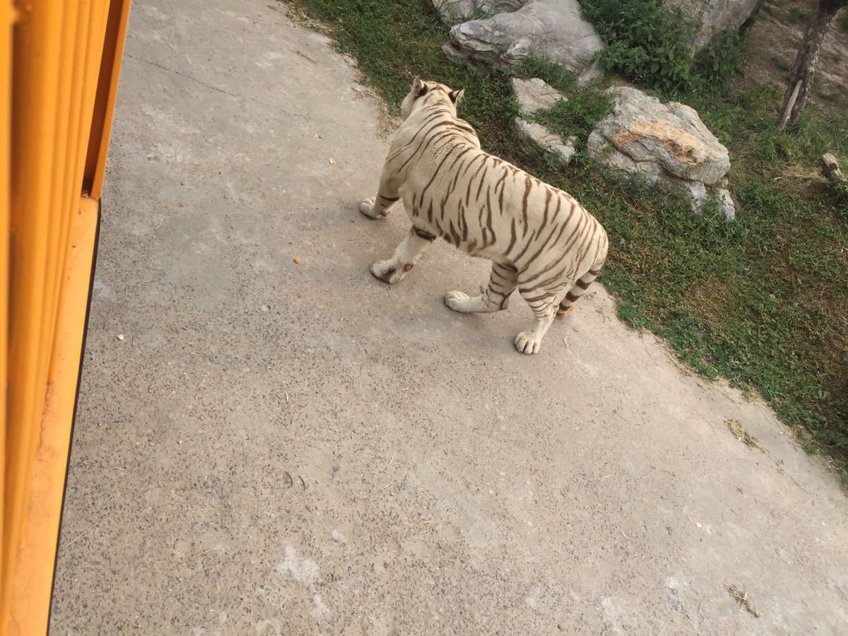 上海野生動物園