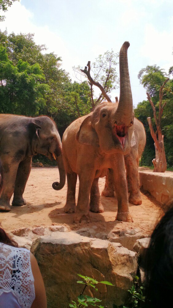 长隆野生动物世界