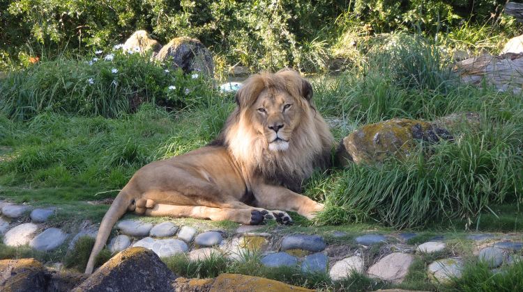 旧金山旧金山动物园攻略-旧金山动物园门票价格多少钱-团购票价预定