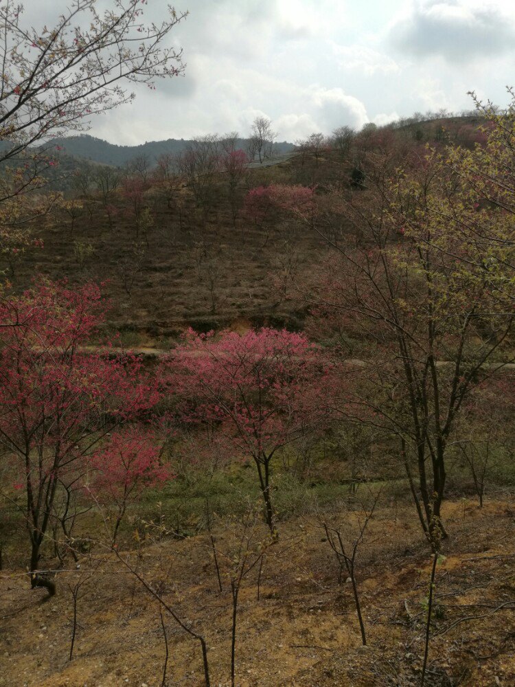 韶關新豐櫻花峪攻略,韶關新豐櫻花峪門票/遊玩攻略/地址/圖片/門票