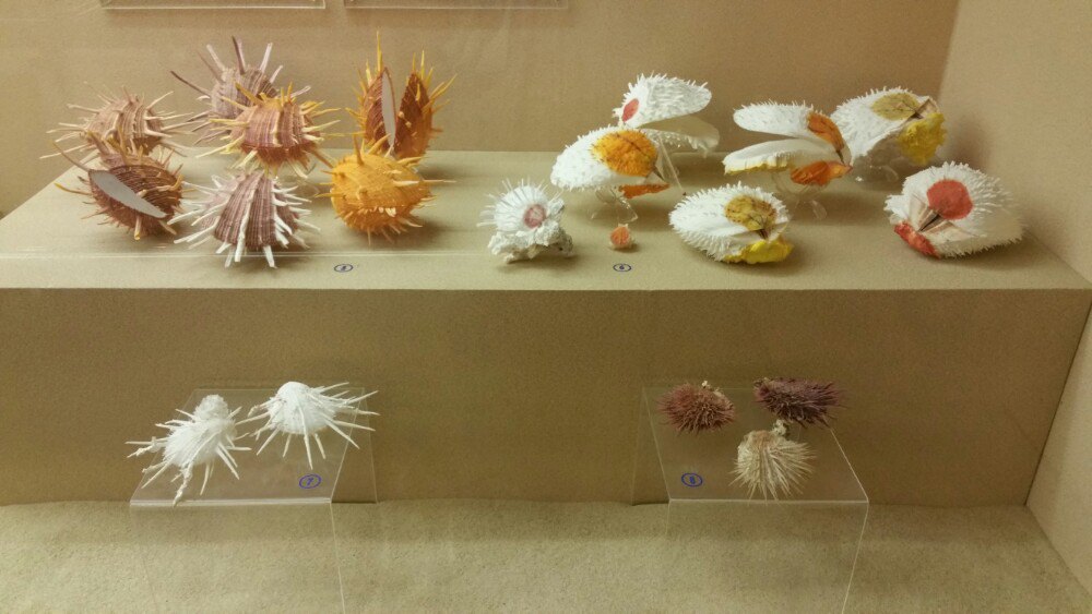 普吉贝壳博物馆