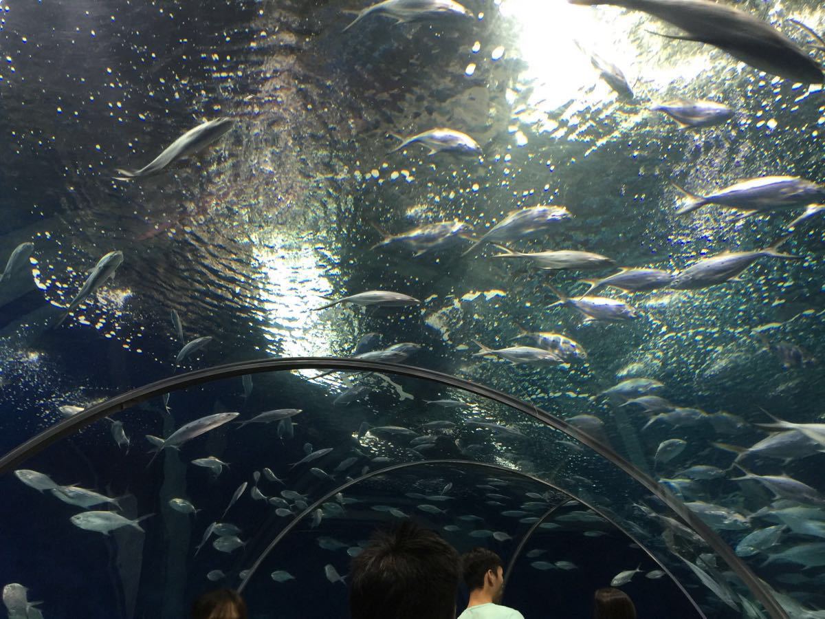 【攜程攻略】上海上海海洋水族館景點,特地等旅遊節的半價門票結束才