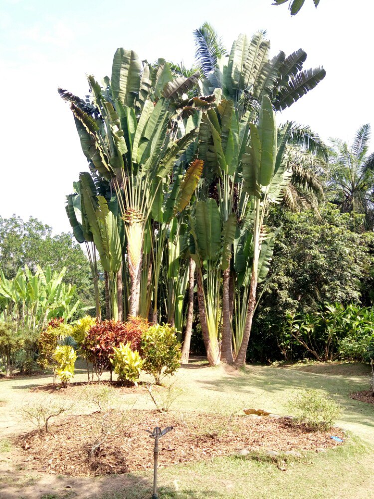 2019中科院西雙版納熱帶植物園_旅遊攻略_門票_地址_遊記點評