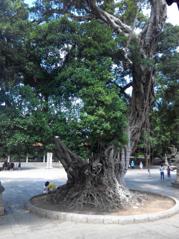 萩寺龙眼寺图片