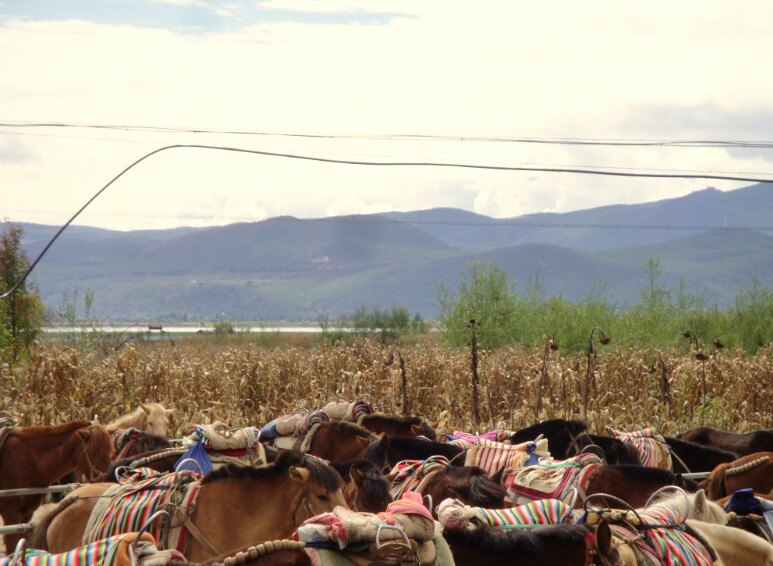 拉市海南尧马场