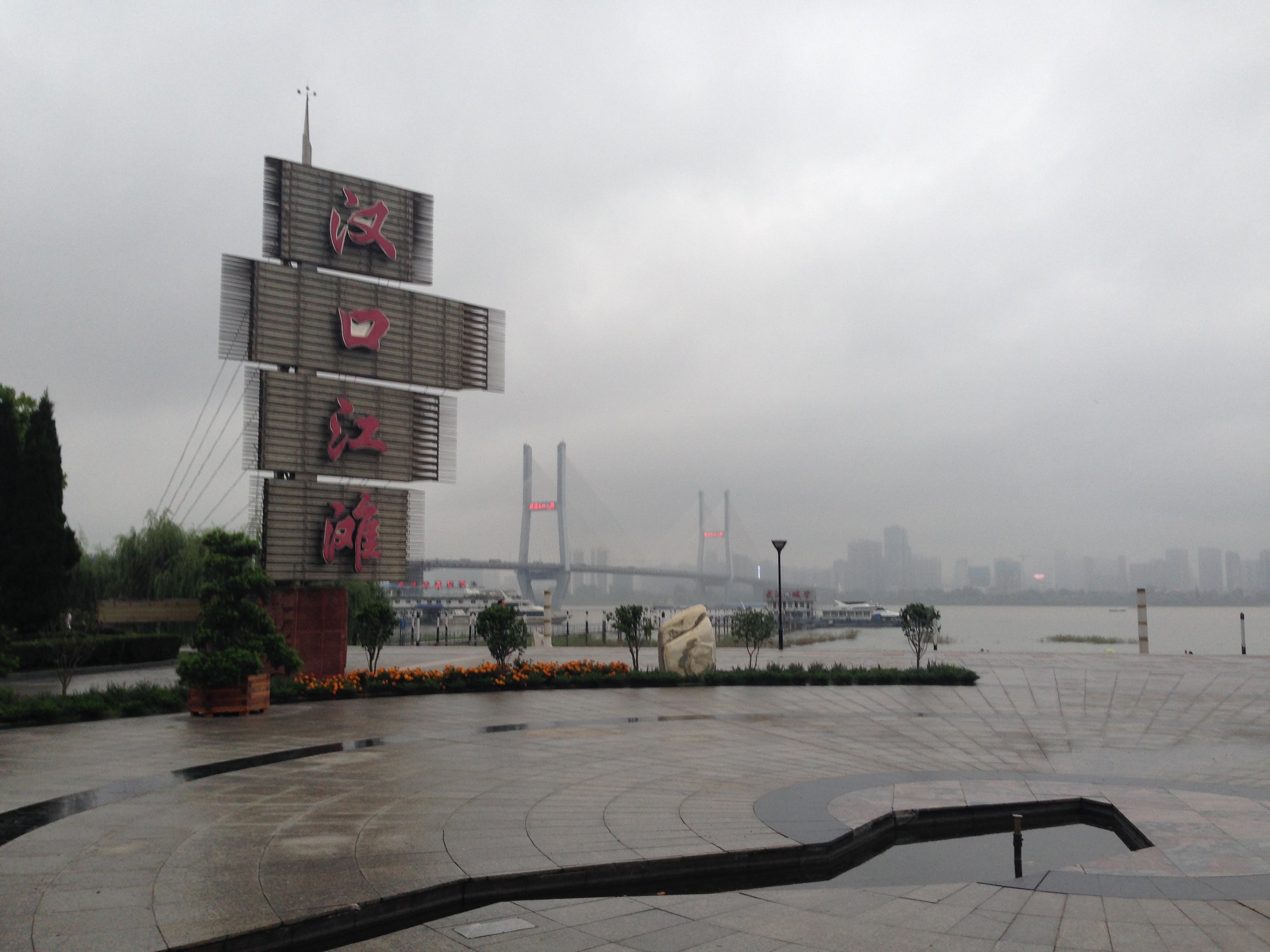 汉口江滩边芦苇丛