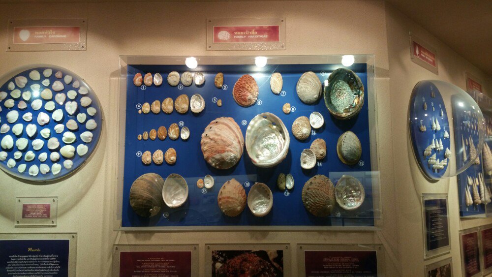 城堡贝壳博物馆图片