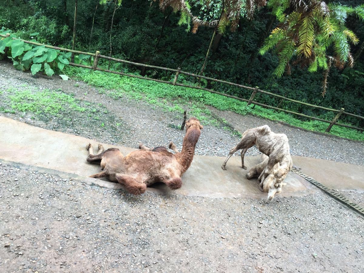 2019碧峰峽野生動物園_旅遊攻略_門票_地址_遊記點評,雅安旅遊景點