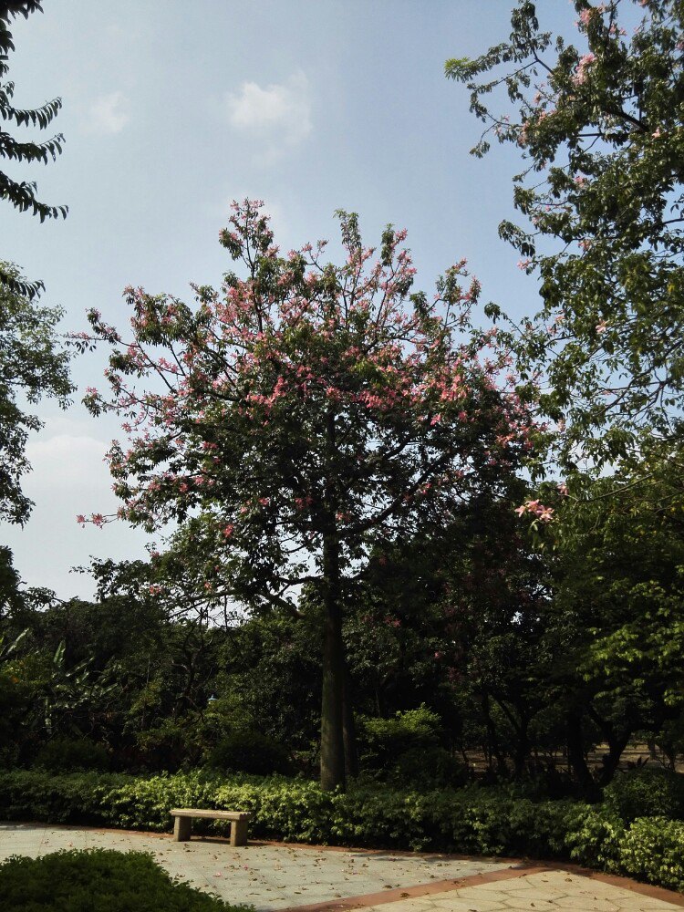广州上涌果树公园图片
