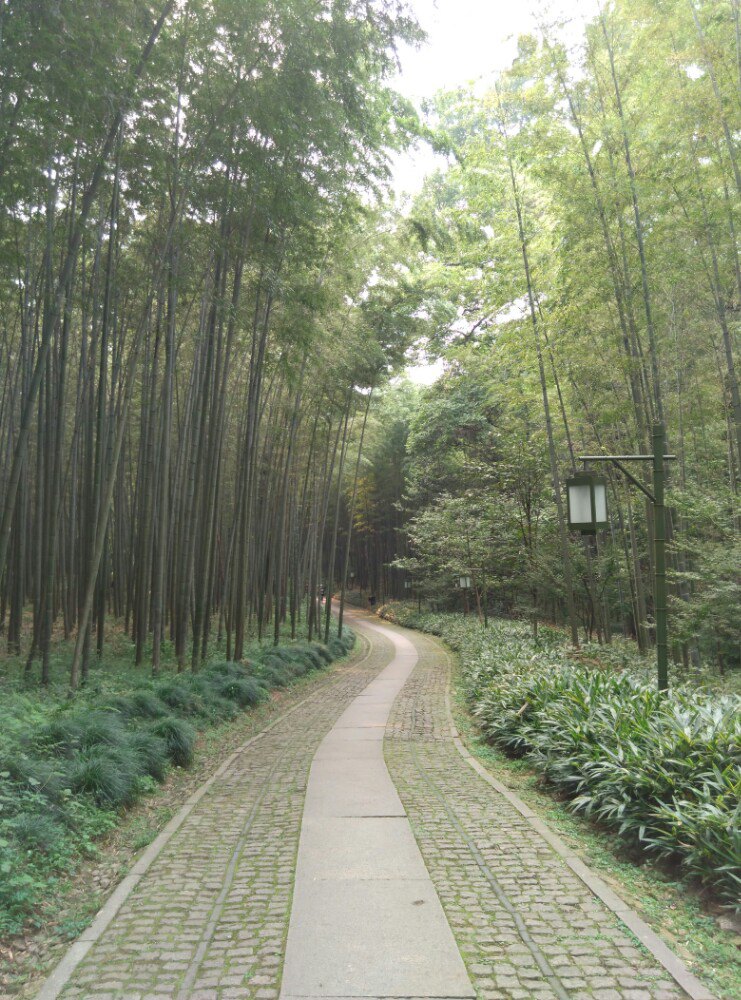 2019云栖竹径_旅游攻略_门票_地址_游记点评,杭州旅游景点推荐 - 去