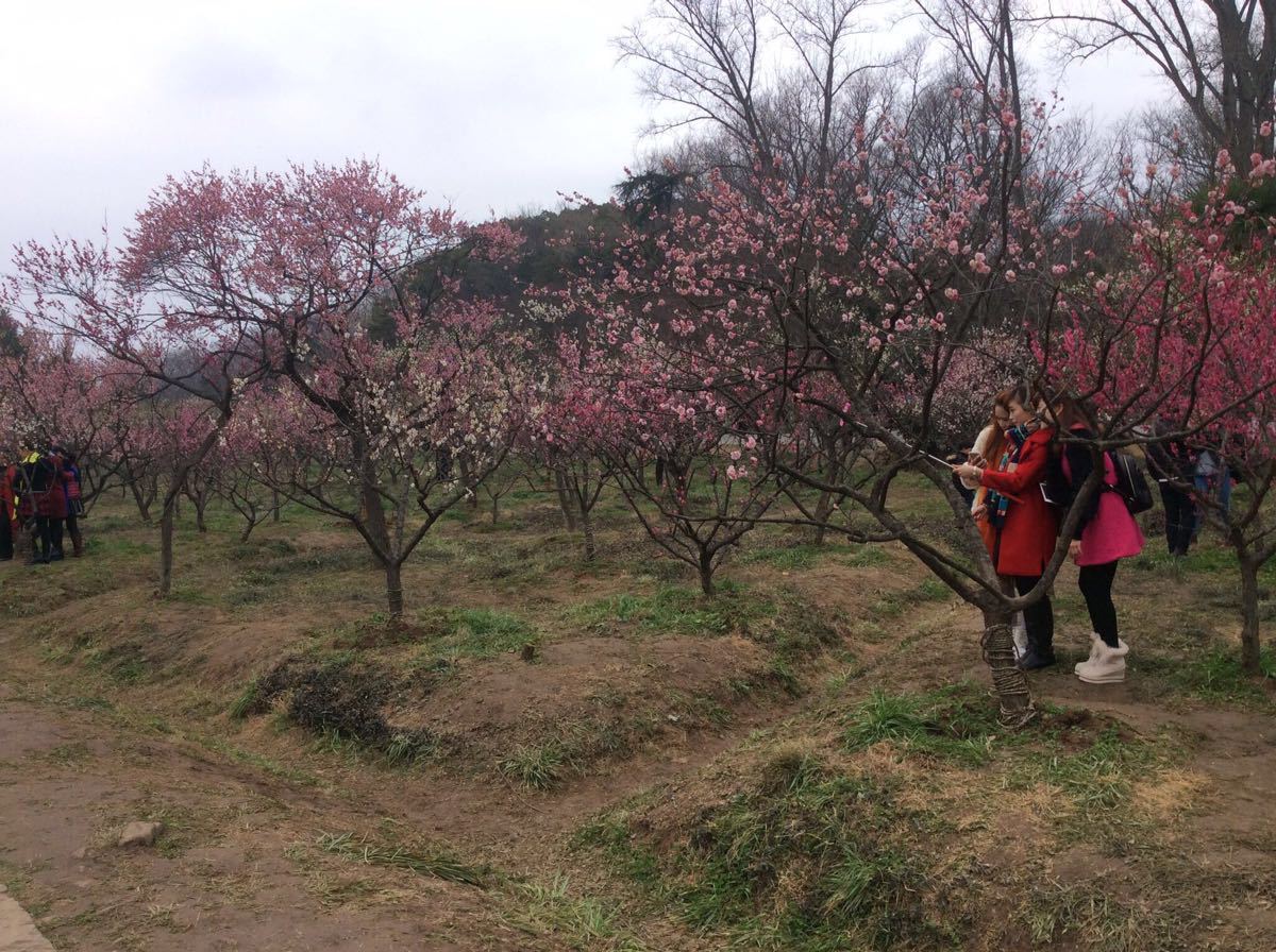 2019梅花山_旅游攻略_门票_地址_游记点评,南京旅游景点推荐 去哪儿