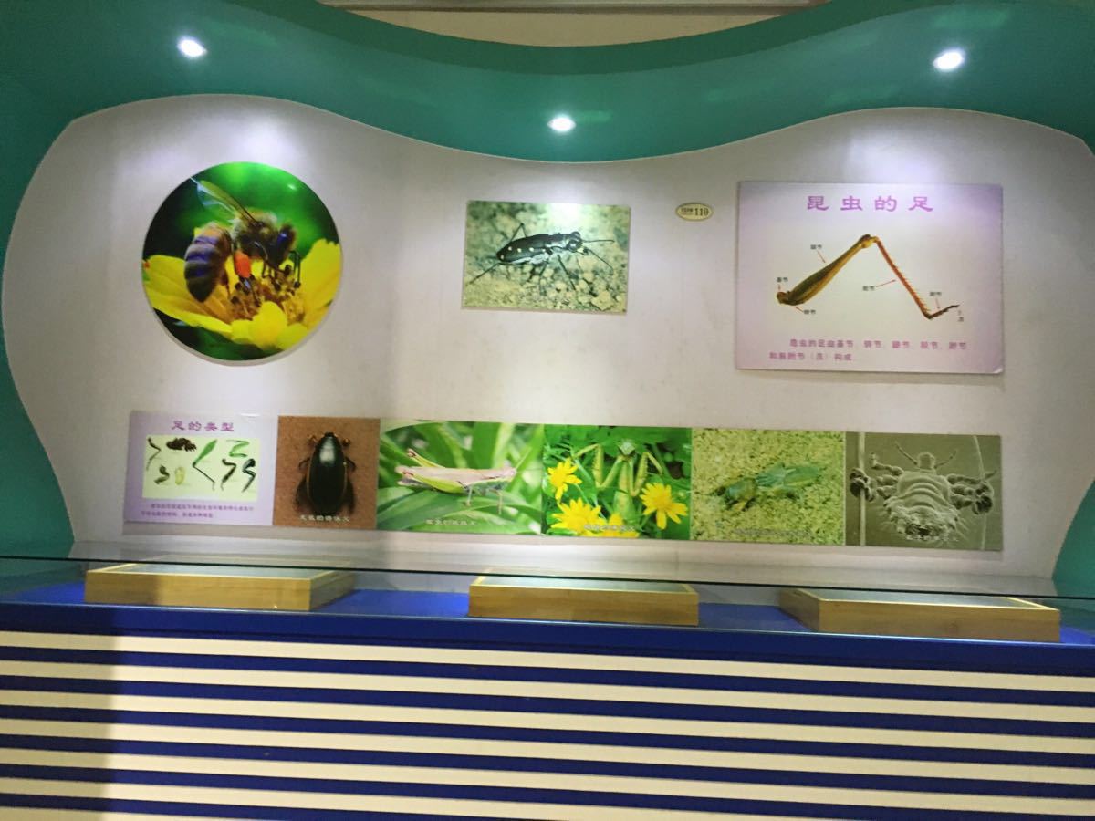 【携程攻略】上海上海昆虫博物馆景点,枫林路的中科院内,国庆长假期间