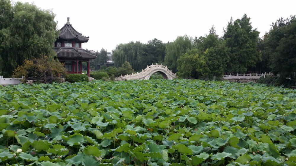 【携程攻略】河北古莲花池适合朋友出游旅游吗,古莲花池朋友出游景点