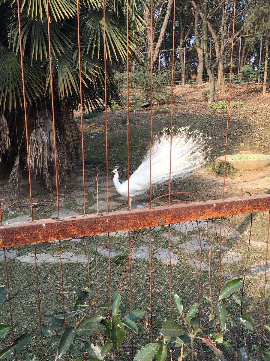 武漢動物園