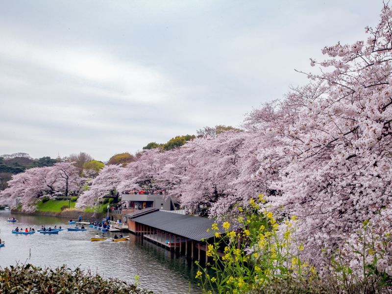 东京千鸟渊攻略 千鸟渊门票价格多少钱 团购票价预定优惠 景点地址图片 携程攻略