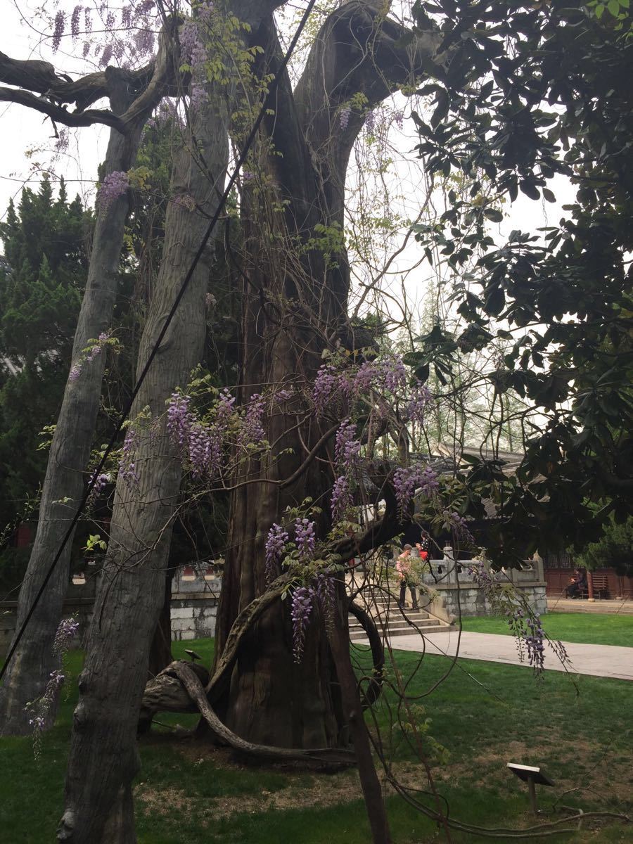 的,免费,里面不大,主要是有文化价值,里面的博物馆看看还满有意思的