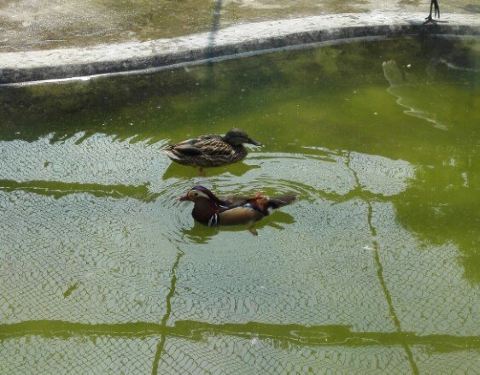 2018徐州动物园门票,徐州徐州动物园游玩攻略