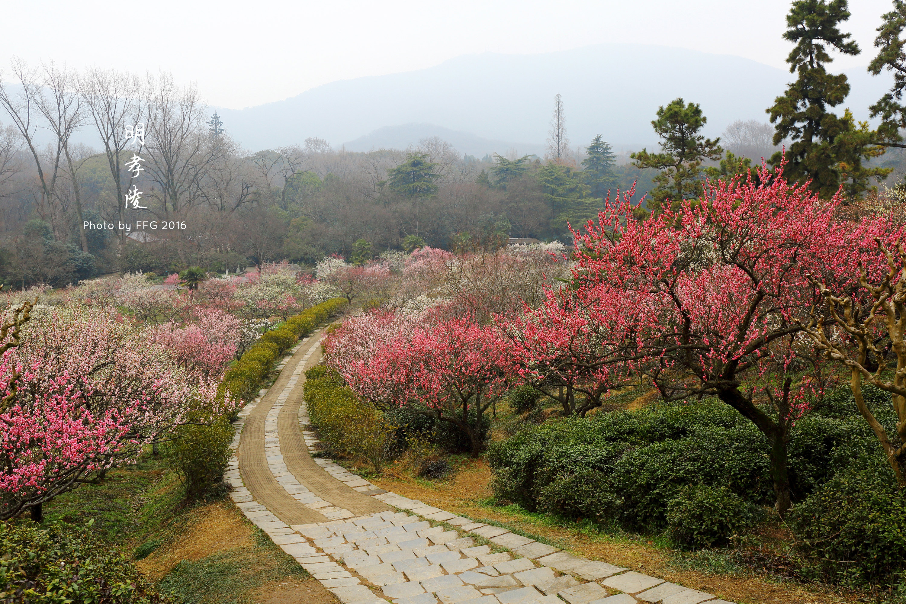 实拍：南京梅花山，梅花惊艳了春天