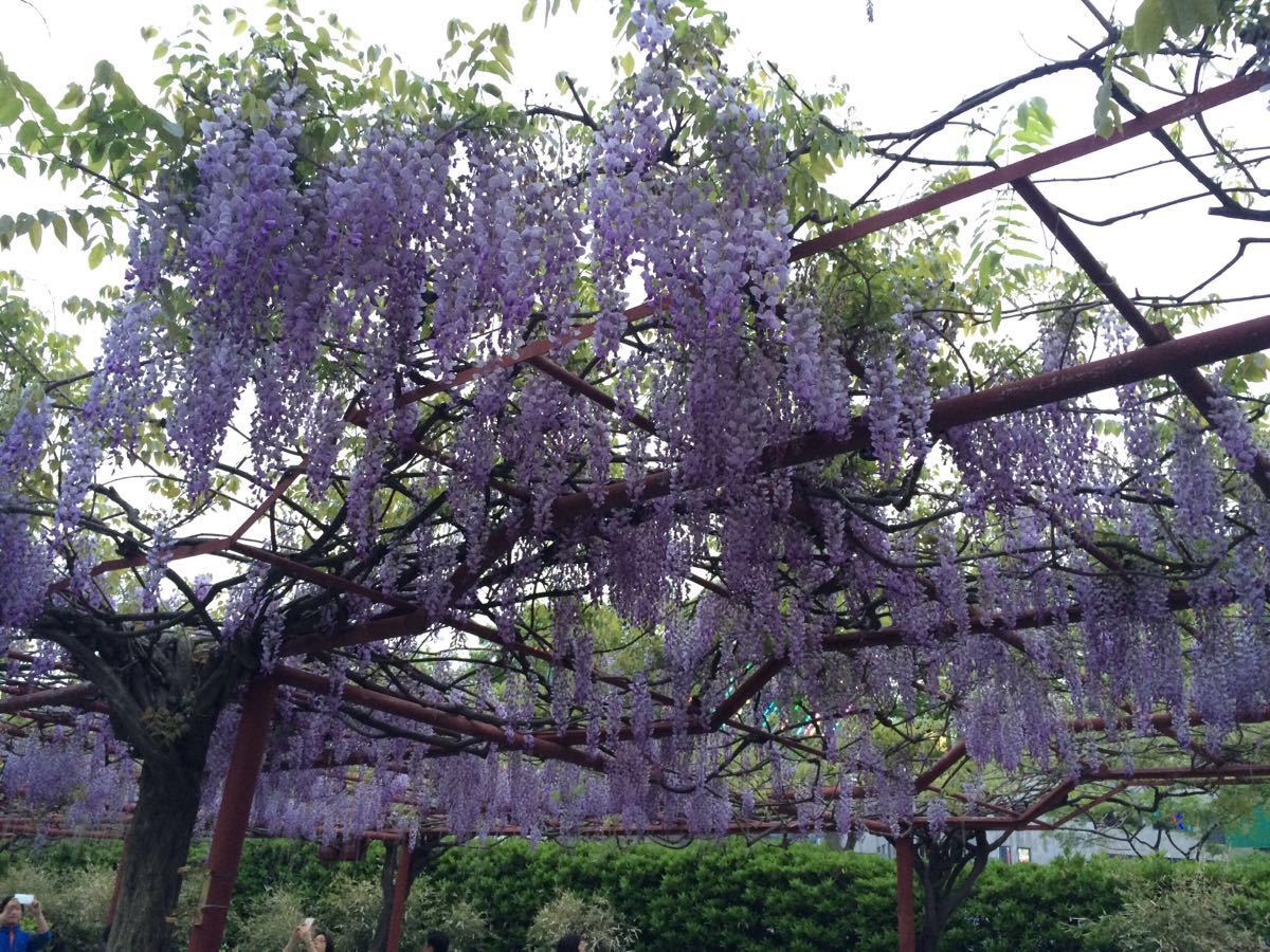 紫藤园