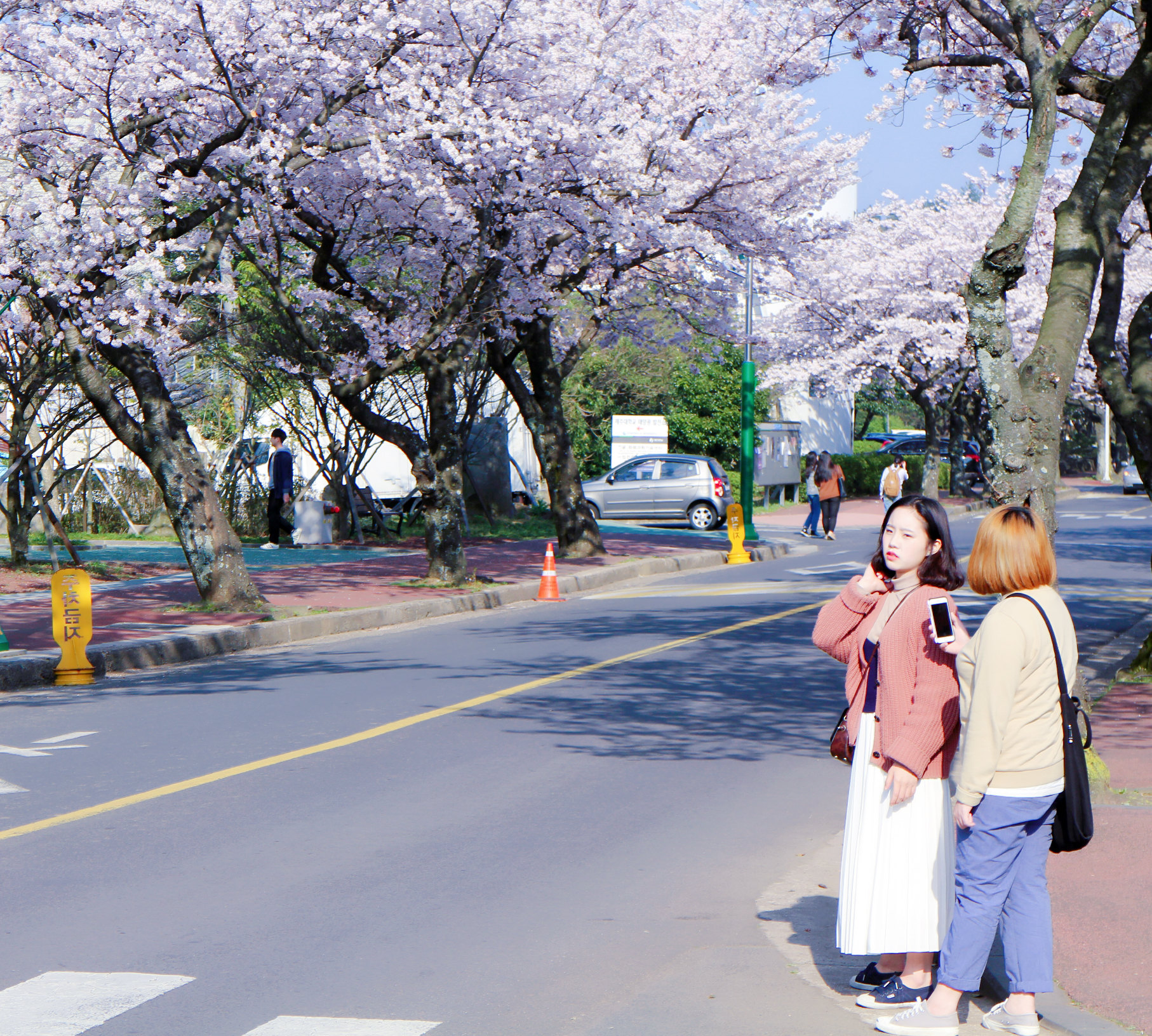 樱花大道