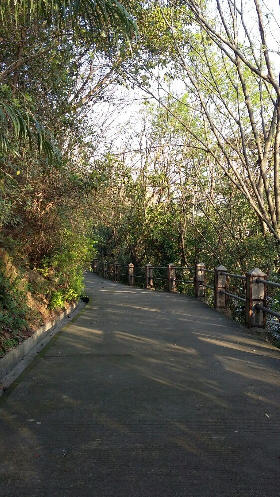 深圳流塘公园图片图片