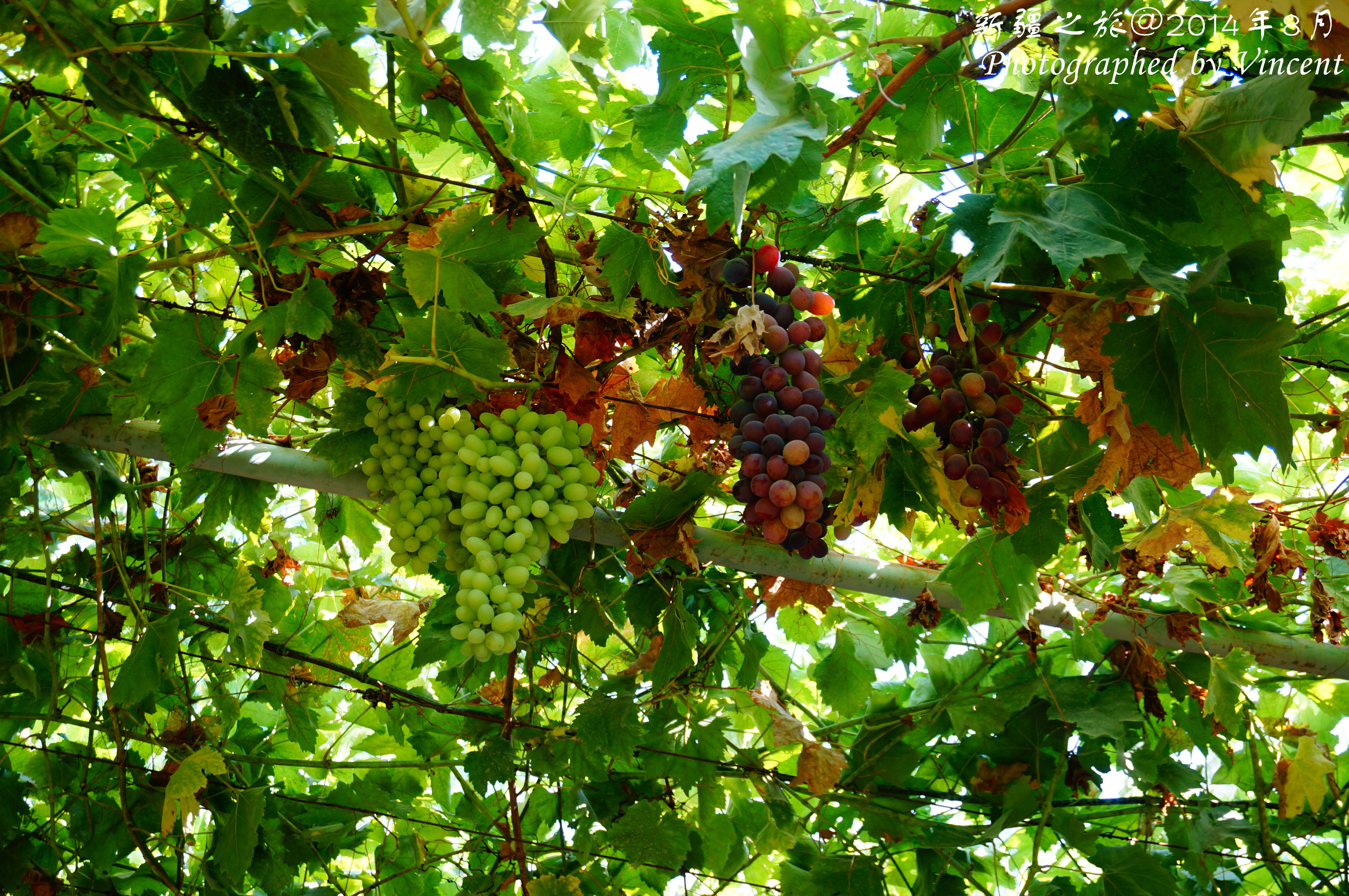 【携程攻略】吐鲁番葡萄沟景点,在葡萄沟外面有很多当地人家种植了葡萄，他们同时也经营餐厅，只要你…
