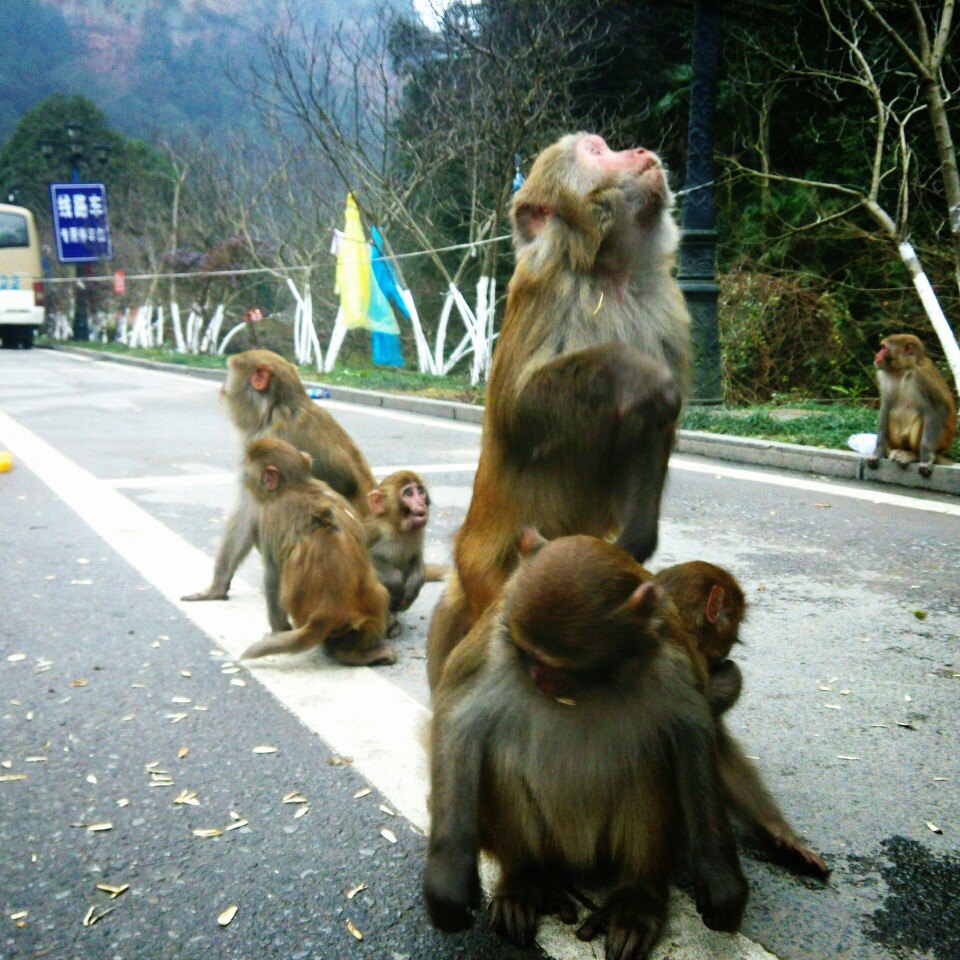 张家界国家森林公园