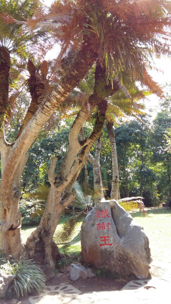 2019中科院西雙版納熱帶植物園_旅遊攻略_門票_地址_遊記點評