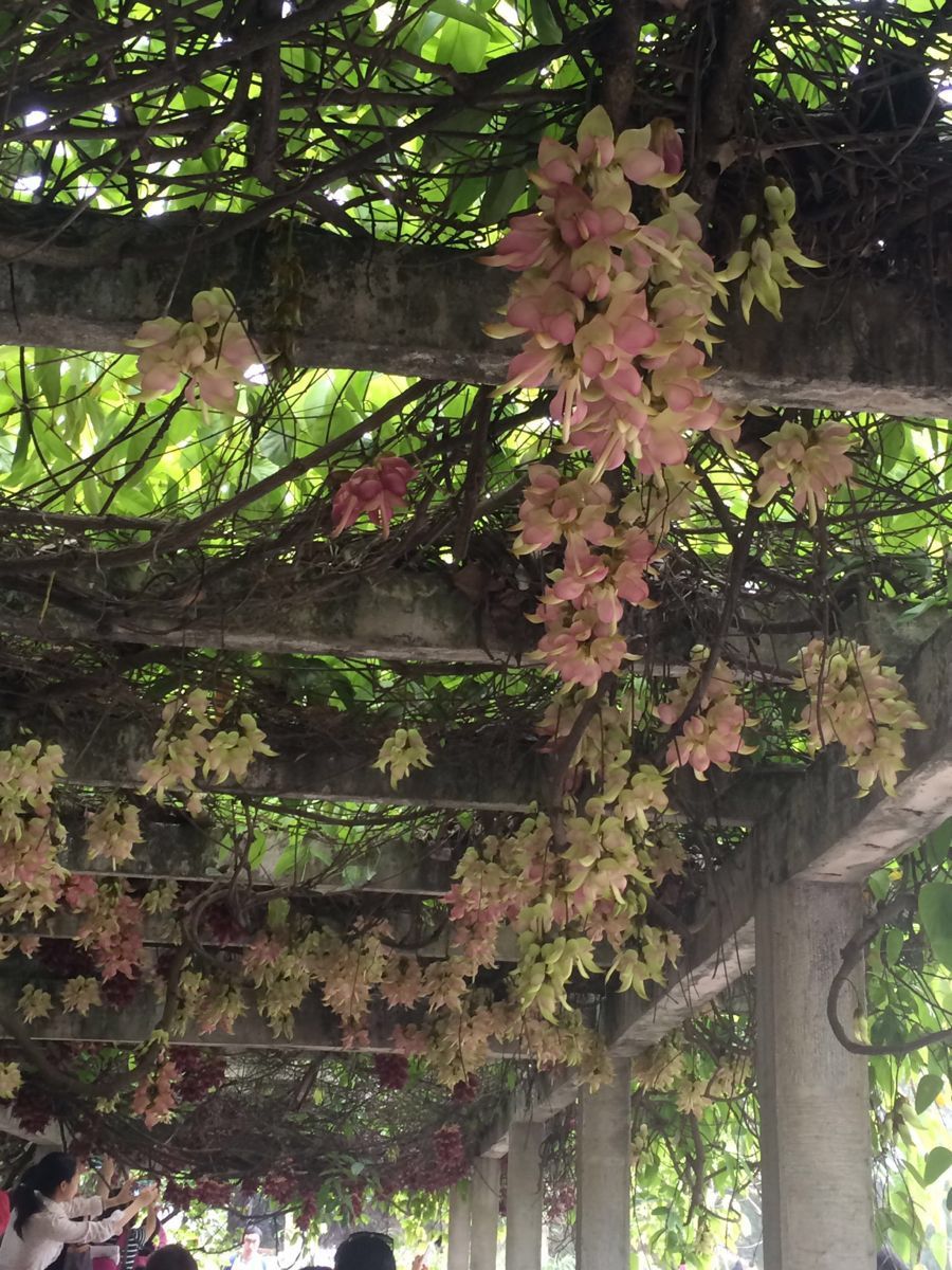 中國科學院華南植物園