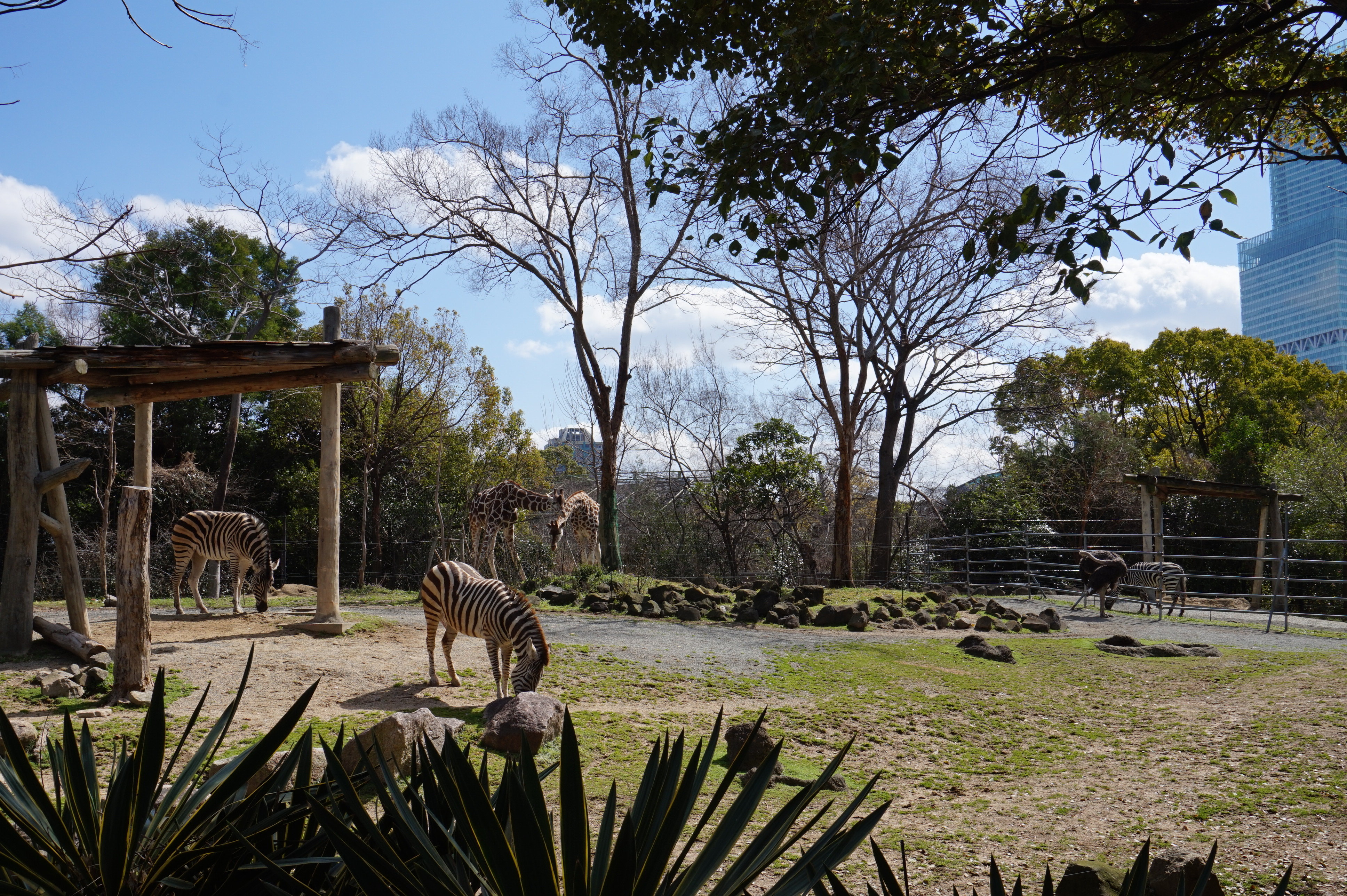 【携程攻略】大阪天王寺动物园景点,从通天阁出来步行可到动物园