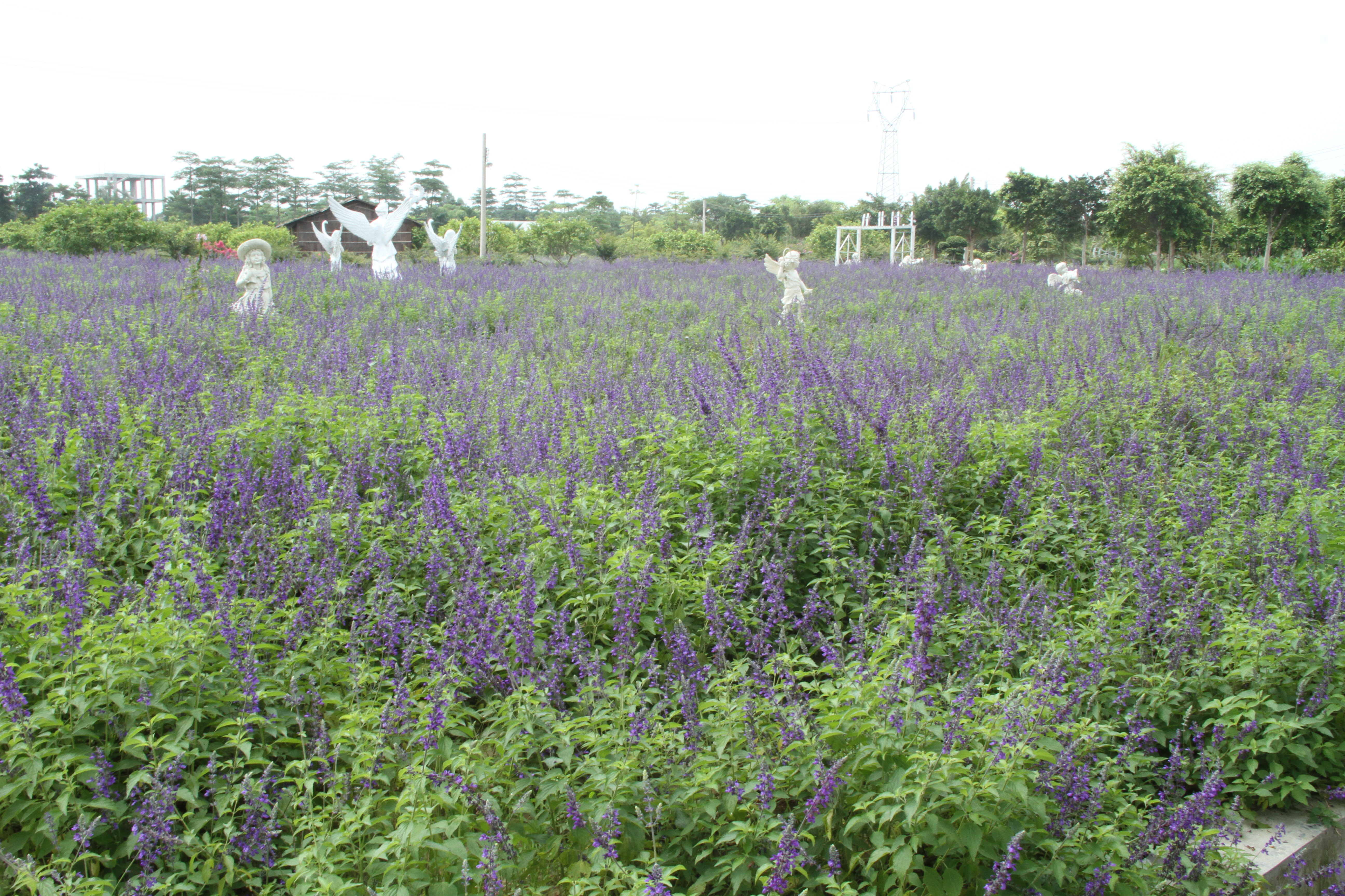 花都香草世界