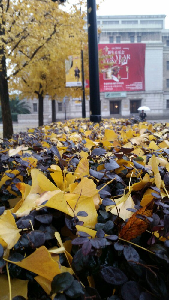 飘落到常青矮灌木丛上的金黄落叶,更加可以有了近距离的欣赏与赞美!