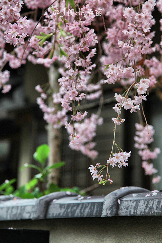 【赏樱攻略】烟花三月,到京都、奈良赏樱去!