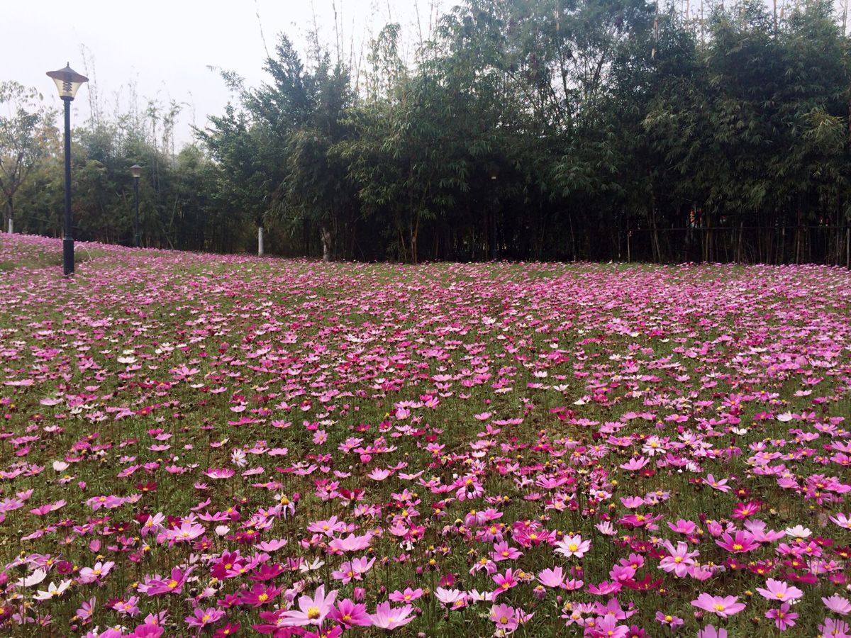 馬草江生態公園