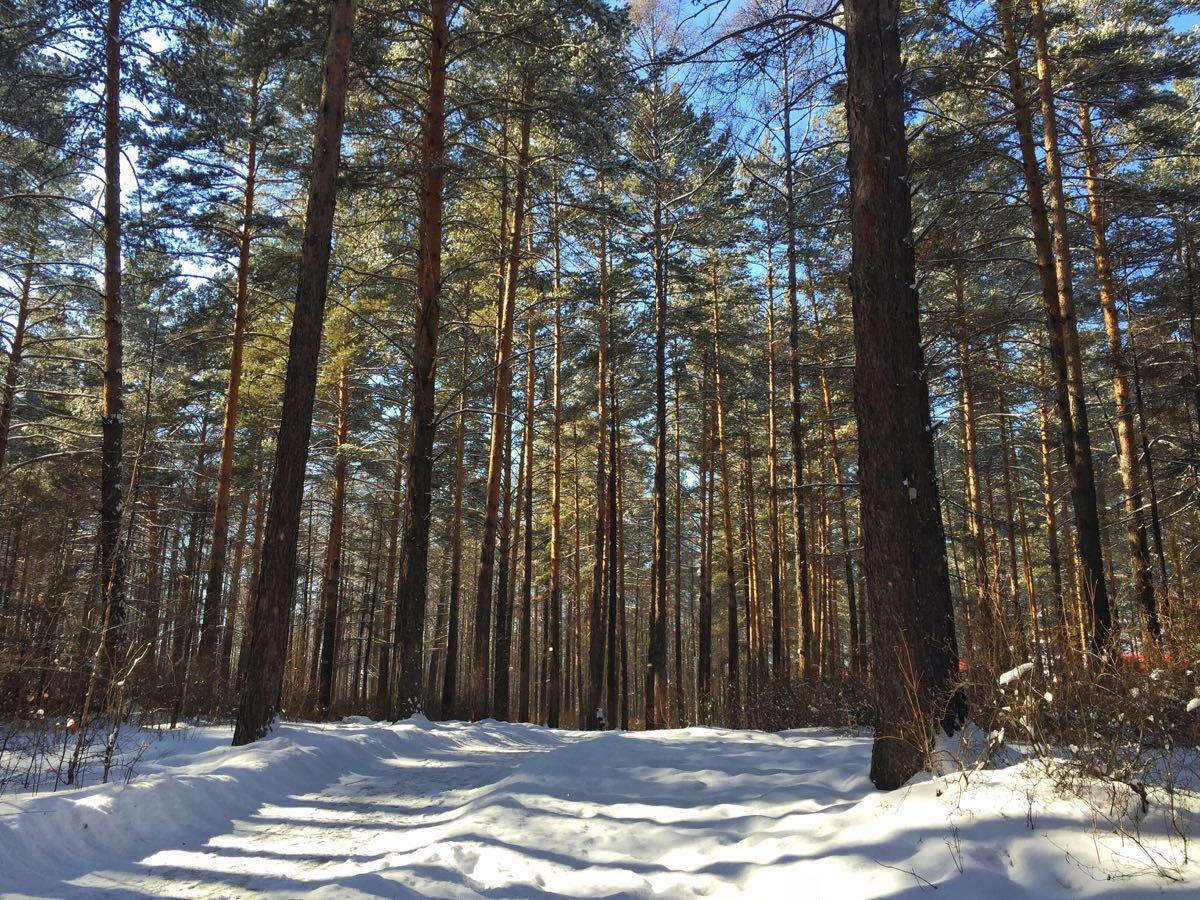松苑原始森林公园