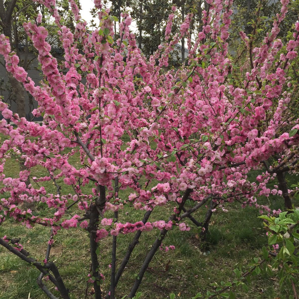 #你好·春天#崇州道明：樱桃花开，繁盛如雪 - 川观新闻